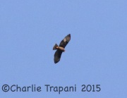0J6A1397Short-Tailed_Hawk