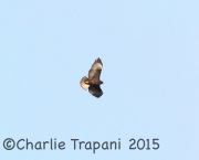 0J6A1430Short-Tailed_Hawk
