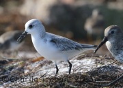 0J6A1503Sanderling