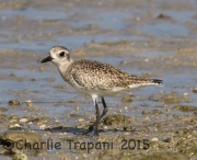 0J6A1529Black-bellied_Plover
