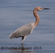 0J6A1544Reddish_Egret