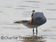 0J6A1584Royal_Tern
