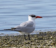 0J6A1585Caspian_Tern