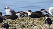 0J6A1587Black_Skimmers