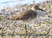 0J6A1589Willet