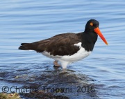 0J6A1614American_Oystercatcher
