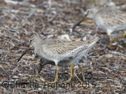 0J6A1618Short-billed_Dowitchers