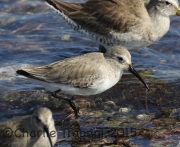 0J6A1625Dunlin