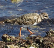 0J6A1626Ruddy_Turnstone