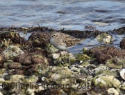 0J6A1632Least_Sandpiper