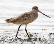 0J6A1658Marbled_Godwit