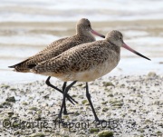 0J6A1661Marbled_Godwit
