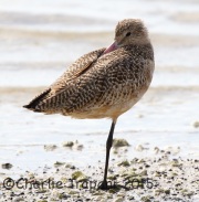 0J6A1665Marbled_Godwit_ps