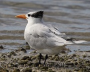 0J6A1668Royal_Tern copy