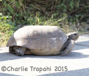 0J6A1673Tortoise