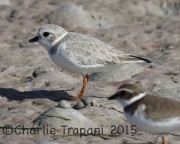 0J6A1680Piping_Plover