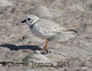 0J6A1683Piping_Plover