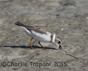 0J6A1688Piping_Plover