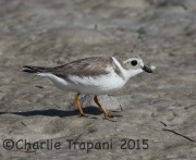 0J6A1690Piping_Plover