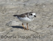0J6A1691Piping_Plover