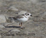 0J6A1702Piping_Plover