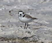 0J6A1716Snowy_Plover