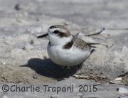 0J6A1720Snowy_Plover