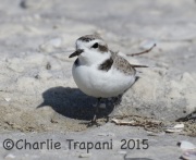 0J6A1723Snowy_Plover