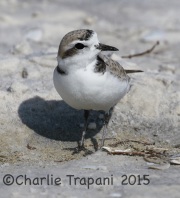 0J6A1725Snowy_Plover