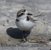 0J6A1726Snowy_Plover