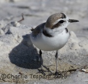 0J6A1729Snowy_Plover
