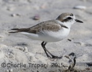 0J6A1741Snowy_Plover
