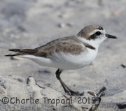 0J6A1746Snowy_Plover
