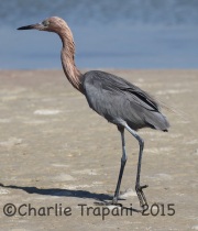 0J6A1758Reddish_Egret