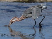 0J6A1797Reddish_Egret