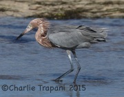 0J6A1799Reddish_Egret