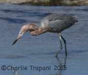 0J6A1808Reddish_Egret