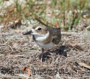 0J6A1823Wilson's_Plover