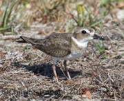 0J6A1824Imm_Wilson's_Plover