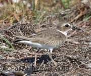 0J6A1829Wilson's_Plover