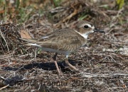 0J6A1831Wilson's_Plover