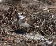 0J6A1841Semipalmated_Plover