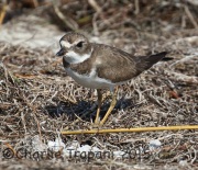 0J6A1842semipalmated_Plover