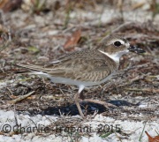 0J6A1846Wilson's_Plover