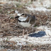 0J6A1856Wilson's_Plover