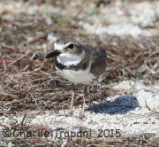 0J6A1859Wilson's_Plover