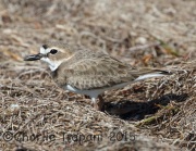 0J6A1860Wilson's_Plover