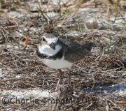0J6A1875Wilson's_Plover