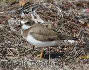 0J6A1878Semipalmated_Plover