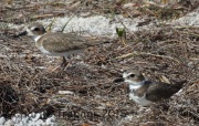 0J6A1886Wilson's_Plovers